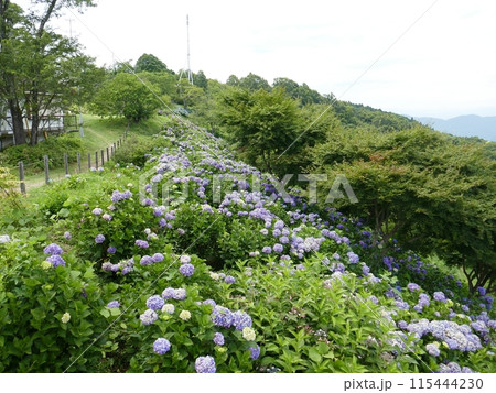 美の山公園　　　（埼玉県皆野町） 115444230