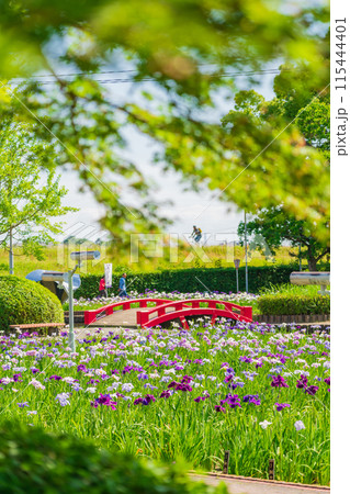 油ヶ渕遊園地、満開の花しょうぶ〈愛知県碧南市〉 115444401