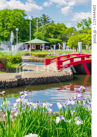 油ヶ渕遊園地、満開の花しょうぶ〈愛知県碧南市〉 油ヶ渕遊園地、満開の花しょうぶ〈愛知県碧南市〉 115444405
