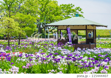 油ヶ渕遊園地、満開の花しょうぶ〈愛知県碧南市〉 115444407