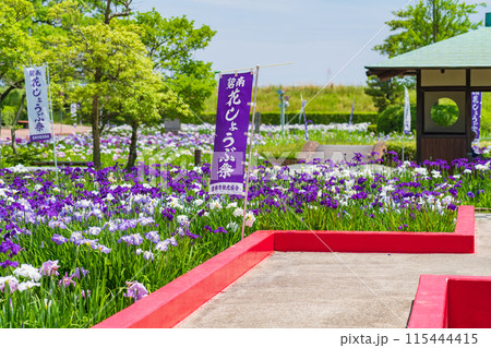 油ヶ渕遊園地、満開の花しょうぶ〈愛知県碧南市〉 115444415