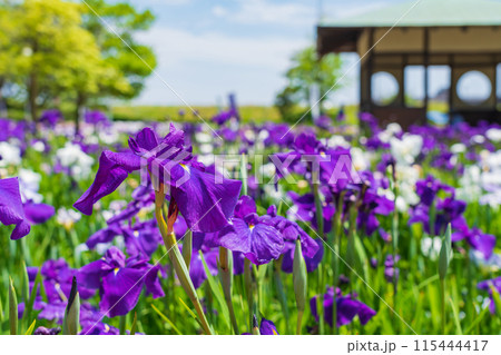 油ヶ渕遊園地、満開の花しょうぶ〈愛知県碧南市〉 115444417
