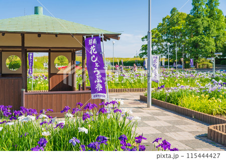 油ヶ渕遊園地、満開の花しょうぶ〈愛知県碧南市〉 115444427