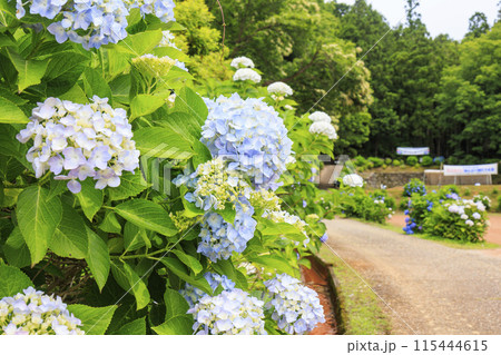 大師の里　あじさい祭り 115444615
