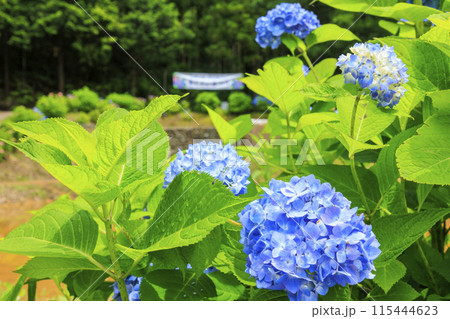 大師の里　あじさい祭り 115444623