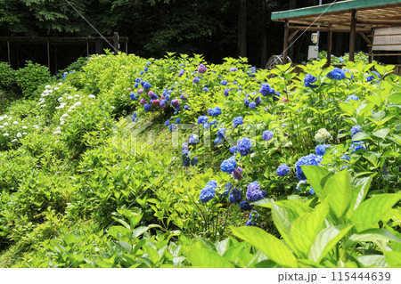大師の里　あじさい祭り 115444639