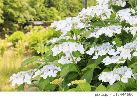 大師の里　あじさい祭り 115444660