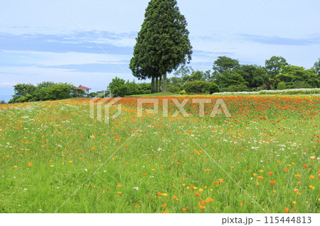 青山リゾート 満開のカモミールと初夏の花々 115444813