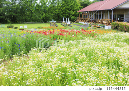 青山リゾート 満開のカモミールと初夏の花々 115444815