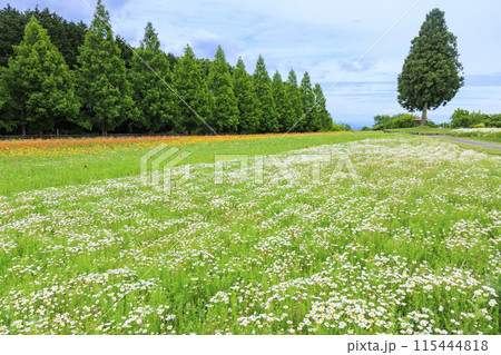 青山リゾート 満開のカモミールと初夏の花々 115444818