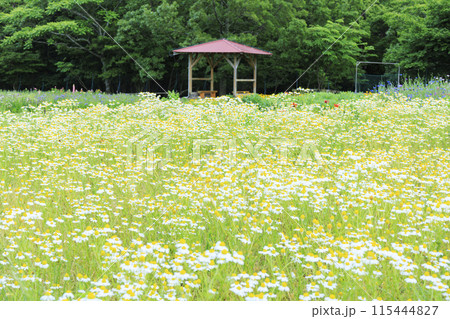 青山リゾート 満開のカモミールと初夏の花々 115444827