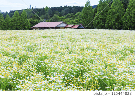 青山リゾート 満開のカモミールと初夏の花々 115444828