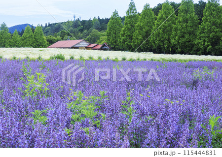 青山リゾート 満開のカモミールと初夏の花々 115444831