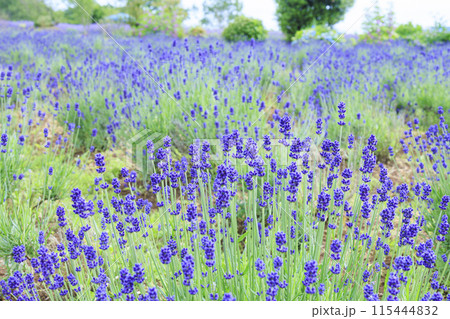青山リゾート 満開のカモミールと初夏の花々 115444832