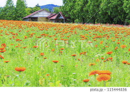青山リゾート 満開のカモミールと初夏の花々 115444836