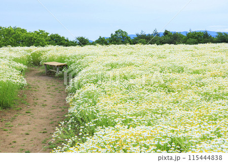 青山リゾート 満開のカモミールと初夏の花々 115444838