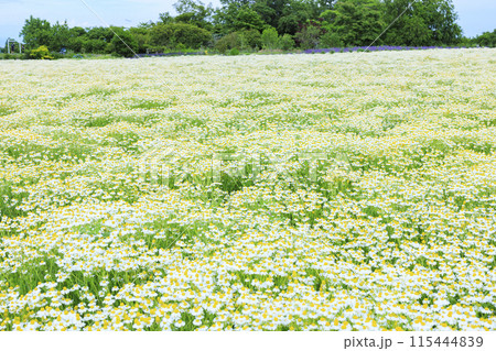 青山リゾート 満開のカモミールと初夏の花々 115444839