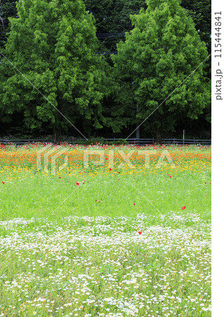 青山リゾート 満開のカモミールと初夏の花々 115444841