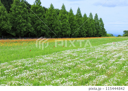 青山リゾート 満開のカモミールと初夏の花々 115444842