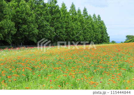 青山リゾート 満開のカモミールと初夏の花々 115444844