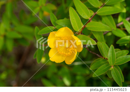 黄色いタイリンキンシバイの花 黄色いタイリンキンシバイの花 115445023