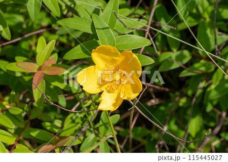 タイリンキンシバイの黄色い花 115445027