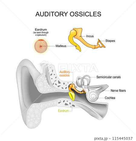 Auditory ossicles. Ear anatomy Auditory ossicles. Ear anatomy 115445037