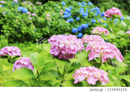 亀山公園 満開の花しょうぶと紫陽花 亀山公園 満開の花しょうぶと紫陽花 115445219