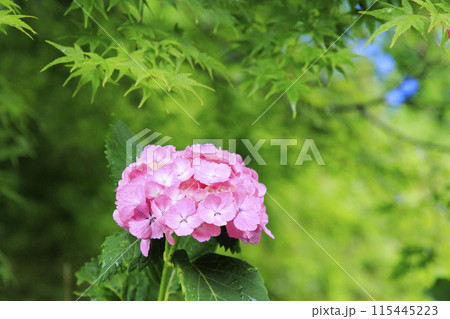 亀山公園　満開の花しょうぶと紫陽花 115445223
