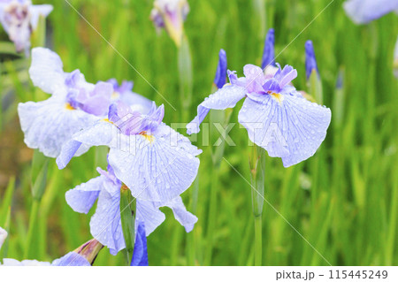 亀山公園 満開の花しょうぶと紫陽花 亀山公園 満開の花しょうぶと紫陽花 115445249