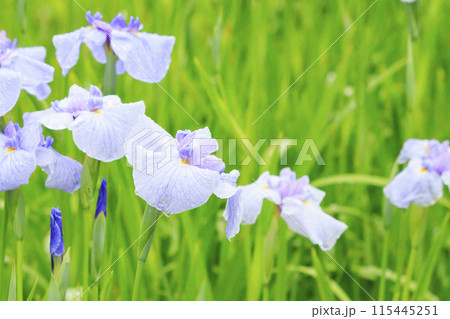 亀山公園 満開の花しょうぶと紫陽花 亀山公園 満開の花しょうぶと紫陽花 115445251