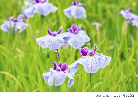 亀山公園 満開の花しょうぶと紫陽花 亀山公園 満開の花しょうぶと紫陽花 115445252