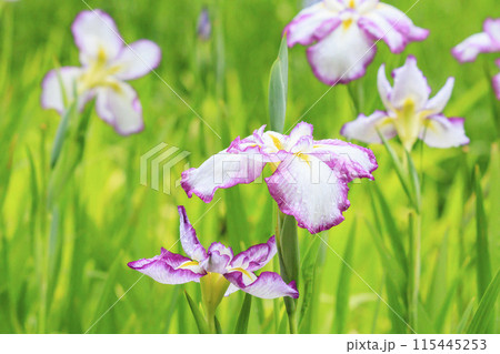 亀山公園 満開の花しょうぶと紫陽花 亀山公園 満開の花しょうぶと紫陽花 115445253
