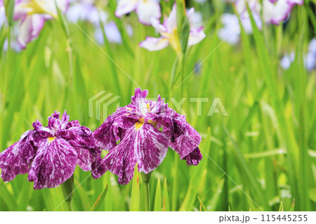 亀山公園 満開の花しょうぶと紫陽花 亀山公園 満開の花しょうぶと紫陽花 115445255