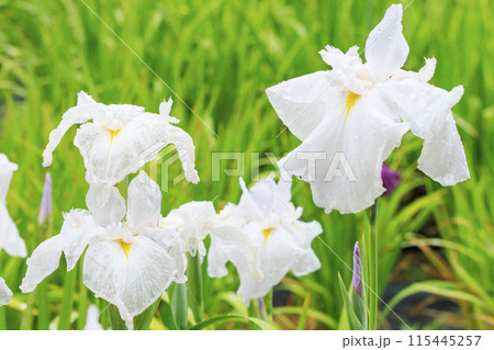 亀山公園 満開の花しょうぶと紫陽花 亀山公園 満開の花しょうぶと紫陽花 115445257