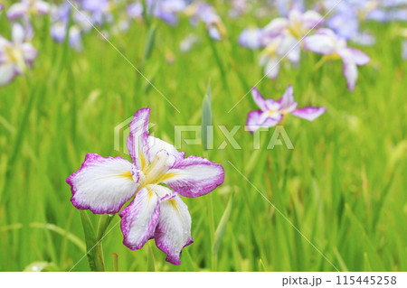 亀山公園 満開の花しょうぶと紫陽花 亀山公園 満開の花しょうぶと紫陽花 115445258