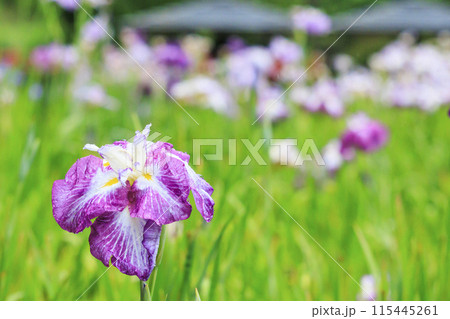 亀山公園　満開の花しょうぶと紫陽花 115445261