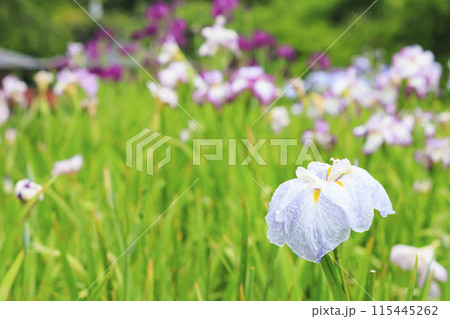 亀山公園 満開の花しょうぶと紫陽花 亀山公園 満開の花しょうぶと紫陽花 115445262