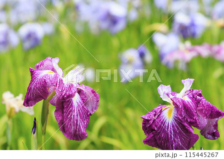 亀山公園　満開の花しょうぶと紫陽花 115445267