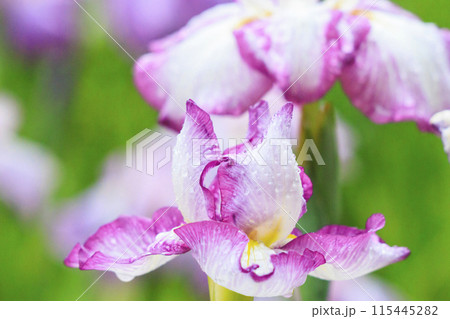 亀山公園　満開の花しょうぶと紫陽花 115445282