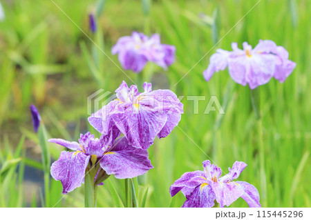 亀山公園 満開の花しょうぶと紫陽花 亀山公園 満開の花しょうぶと紫陽花 115445296