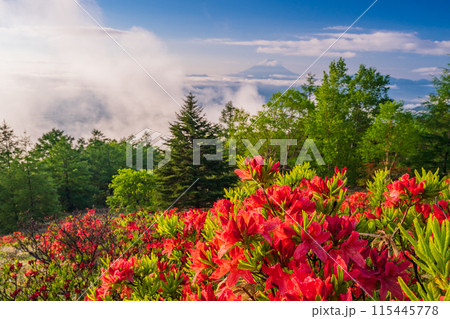 (山梨県)甘利山のレンゲツツジと躍動する雲海・冠雪富士 (山梨県)甘利山のレンゲツツジと躍動する雲海・冠雪富士 115445778