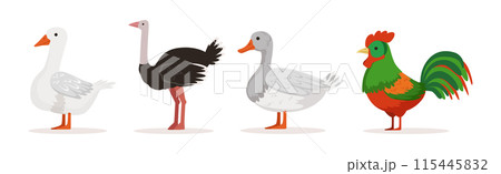 Farm Bird and Rural Poultry Feathered Fauna Vector Set Farm Bird and Rural Poultry Feathered Fauna Vector Set 115445832