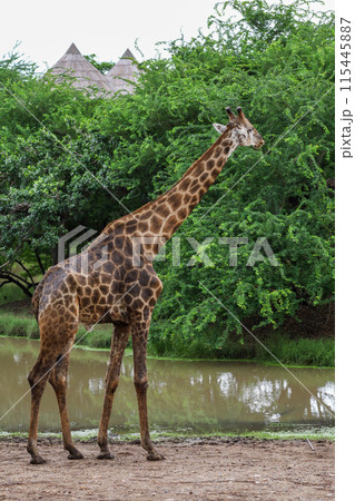 The giraff in the garden at nature sawana grass The giraff in the garden at nature sawana grass 115445887