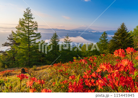 (山梨県)甘利山のレンゲツツジと夜明けの雲海富士 (山梨県)甘利山のレンゲツツジと夜明けの雲海富士 115445945