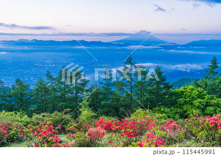 （山梨県）夜明け前の甘利山レンゲツツジと雲海富士 115445991