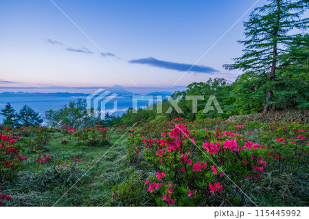 （山梨県）夜明け前の甘利山レンゲツツジと雲海富士 115445992