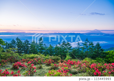 （山梨県）夜明け前の甘利山レンゲツツジと雲海富士 115445993