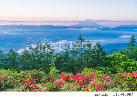 (山梨県)夜明け前の甘利山レンゲツツジと雲海富士 (山梨県)夜明け前の甘利山レンゲツツジと雲海富士 115445994