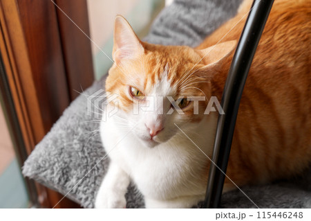 Cute ginger cat looking lazy with big eyes and lying on his bed close up Cute ginger cat looking lazy with big eyes and lying on his bed close up 115446248